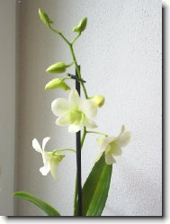 Dendrobium aphrodite