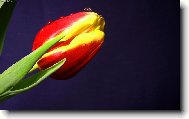 Tulipa