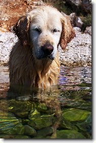 Golden Retriever