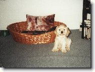 American Cocker Spaniel