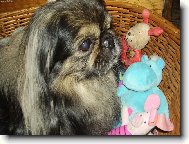 Pekingese, Pekinese, Peking Palasthound