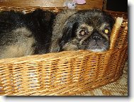 Pekingese, Pekinese, Peking Palasthound