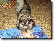 Pekingese, Pekinese, Peking Palasthound