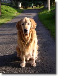 Golden Retriever