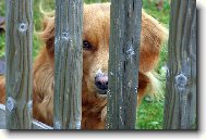 Nova Scotia Duck Tolling Retriever
