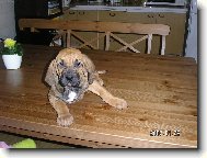Fila Brasileiro