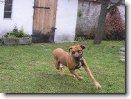 Fila Brasileiro