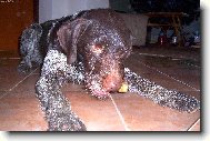 Czech Pointer, Bohemian wire-haired Pointing griffon