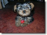 Jorkrsk terier, Yorkshire Terrier,