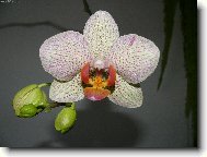 Orchideje