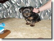 Jorkšírský terier, Yorkshire Terrier,
