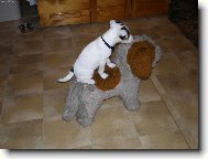Parson Russel Terrier