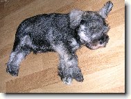 Zwergschnauzer, Miniature Schnauzer