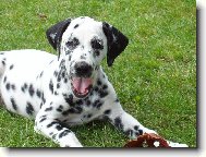 Dalmatian \\\\\(Dog standard\\\\\)