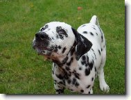 Dalmatian \\\\\(Dog standard\\\\\)