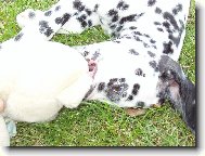 Dalmatian \\\\\(Dog standard\\\\\)