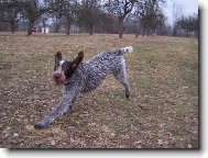 Czech Pointer, Bohemian wire-haired Pointing griffon