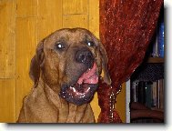Tosa Inu, Japanese Fighting Dog