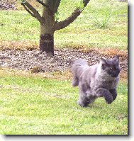 Turkish Angora