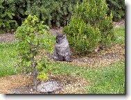 Turkish Angora