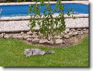 Turkish Angora