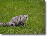 Turkish Angora