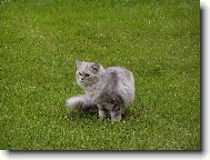 Turkish Angora \(Cat\)