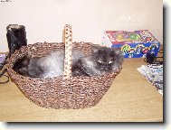 Turkish Angora