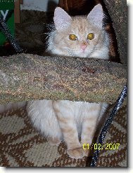 Norwegian Forest Cat