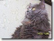 Russian Blue