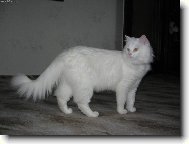 Turkish Angora