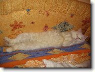 Turkish Angora