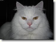 Turkish Angora \(Cat\)