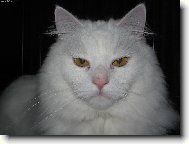 Turkish Angora