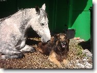 Belgian shepherd tervueren \(Dog standard\)