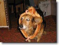 Welsh corgi cardigan \(Dog standard\)