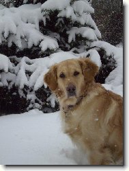 Golden Retriever