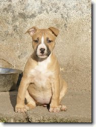 American Pit Bull Terrier