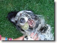 English setter