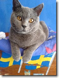 Blue-point cat