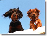 Gordon setter \(Dog standard\)