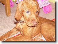 Rövidszörü Magyar Vizsla, Hungarian Short-haired Pointing Dog