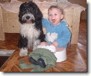 Tibetan Terrier