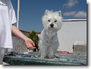 West highland white terrier \\\\\(Dog standard\\\\\)