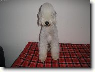 Bedlington terrier \(Dog standard\)