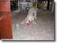 Bedlington terrier \(Dog standard\)