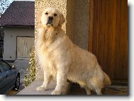 Golden Retriever