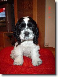 American Cocker Spaniel