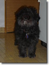 Tibetan Terrier