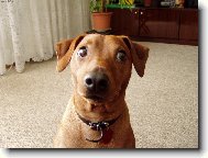 German Pinscher